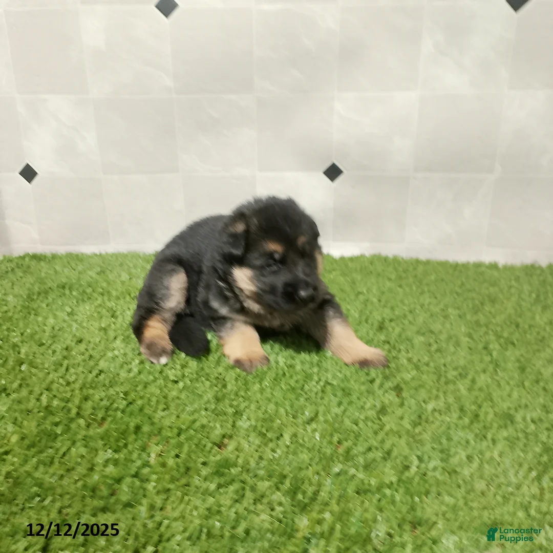German Shepherd dogs for sale: Laurie - Ad 4