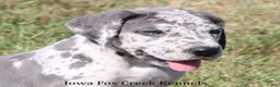 Great Dane dogs for sale: Shakira - Ad 8