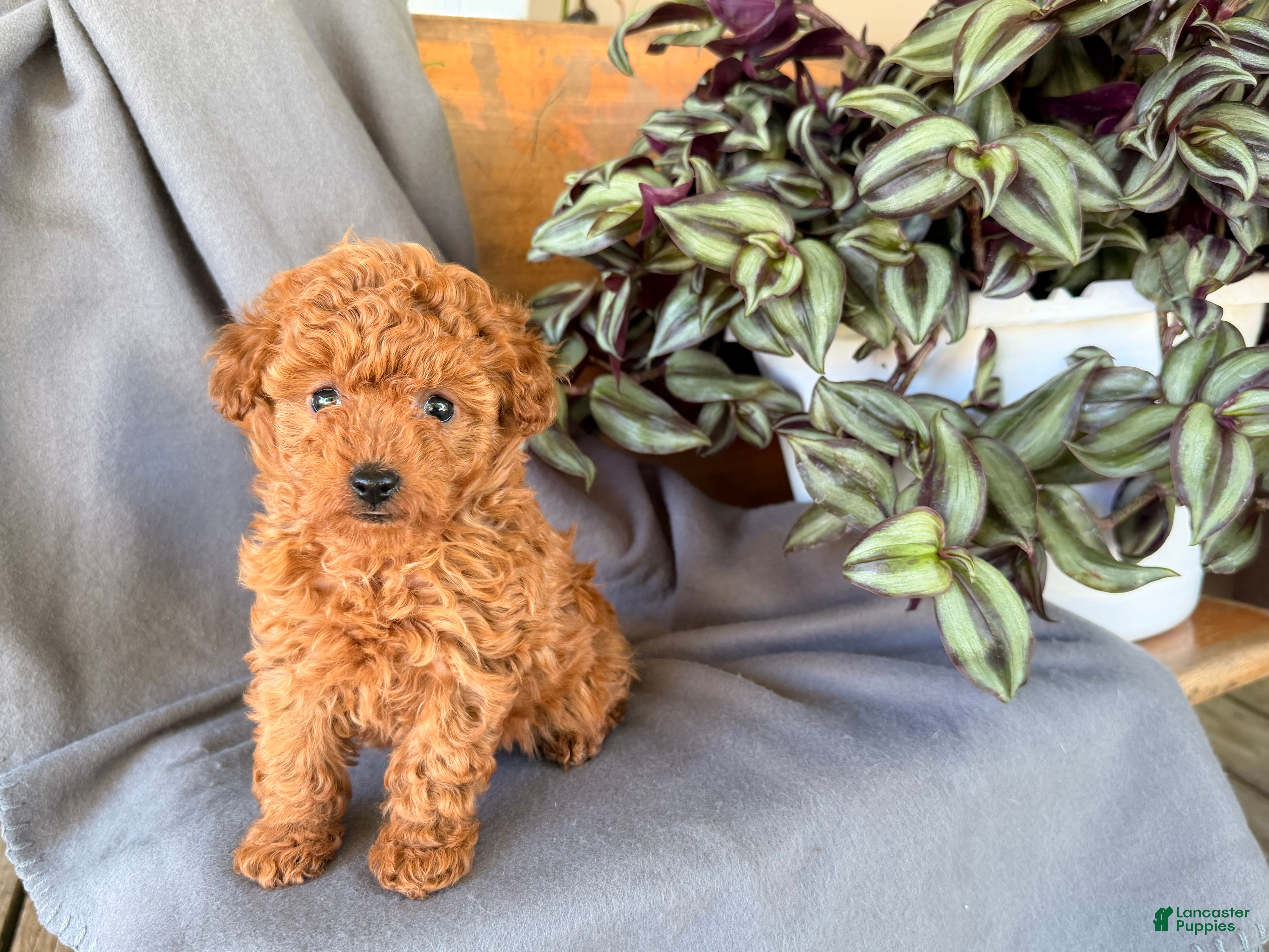 Toy Poodle dogs Willow  - Ad 1