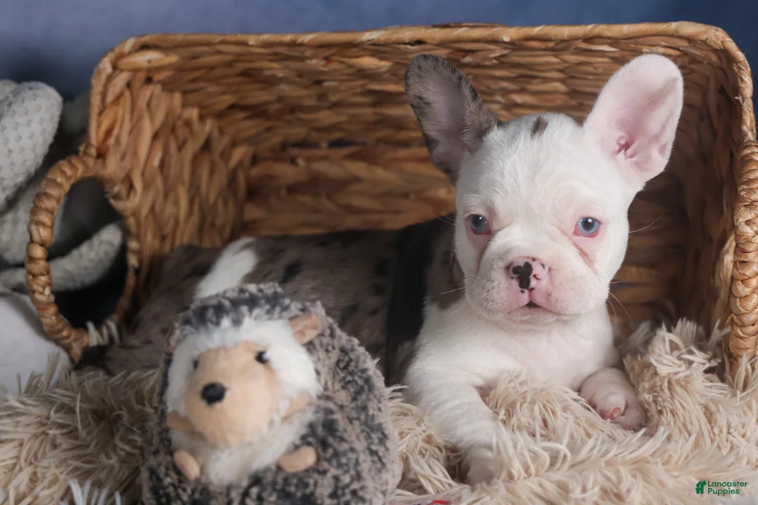 Frenchton dogs for sale: IZZY - Ad 19
