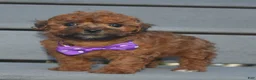 Shihpoo dogs for sale: Snickers - Ad 5