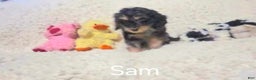 Cockapoo dogs for sale: Sam - Ad 1