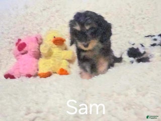 Cockapoo dogs Sam - Ad 27