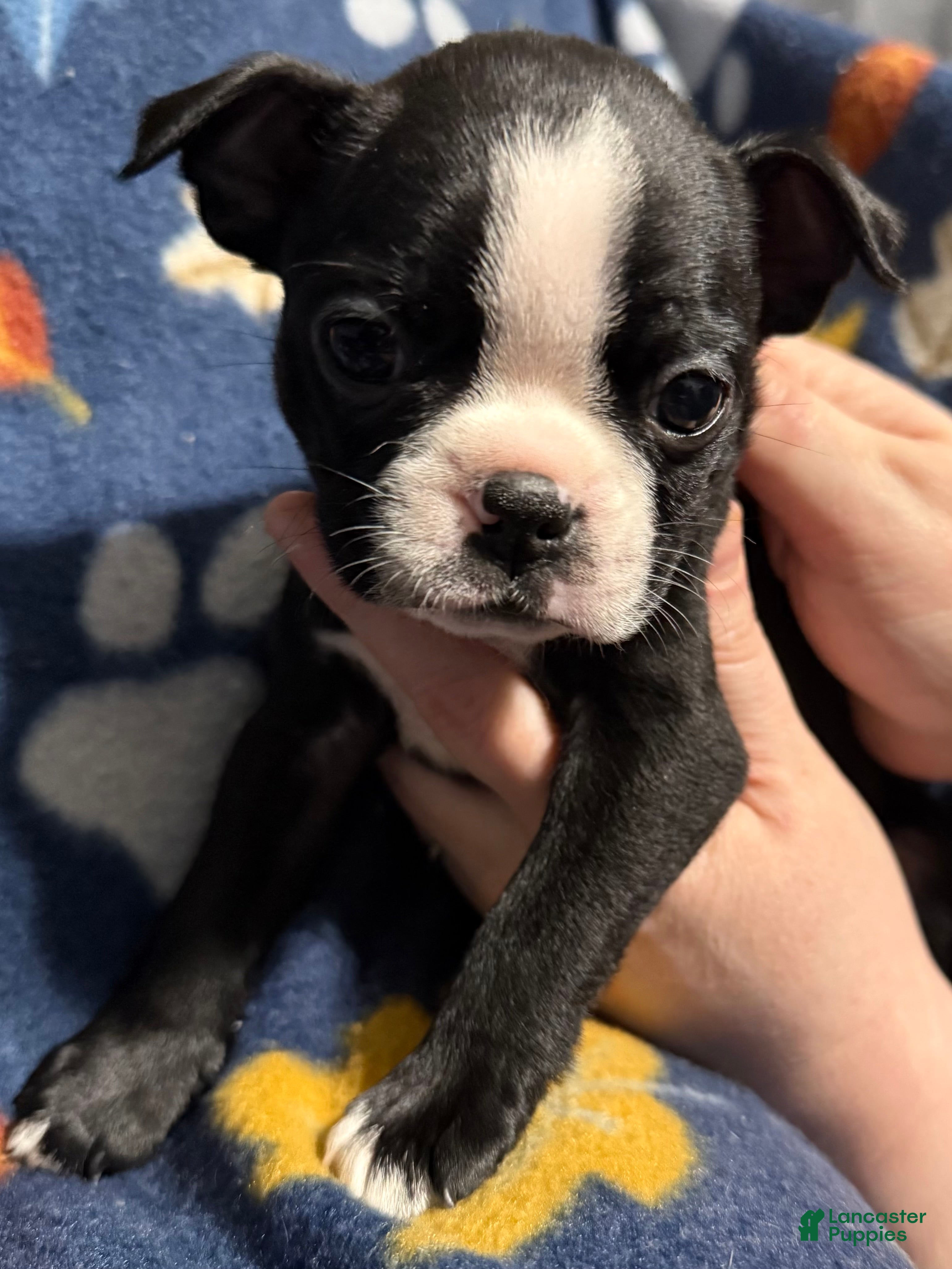 Boston Terrier dogs Pepperment - Ad 38