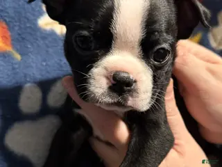 Boston Terrier dogs Pepperment - Ad 38