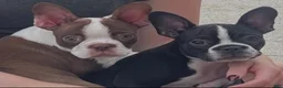 Boston Terrier dogs for sale: Sniper - Ad 3