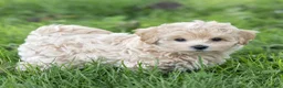 Maltipoo dogs for sale: Oscar Maltipoo  - Ad 9