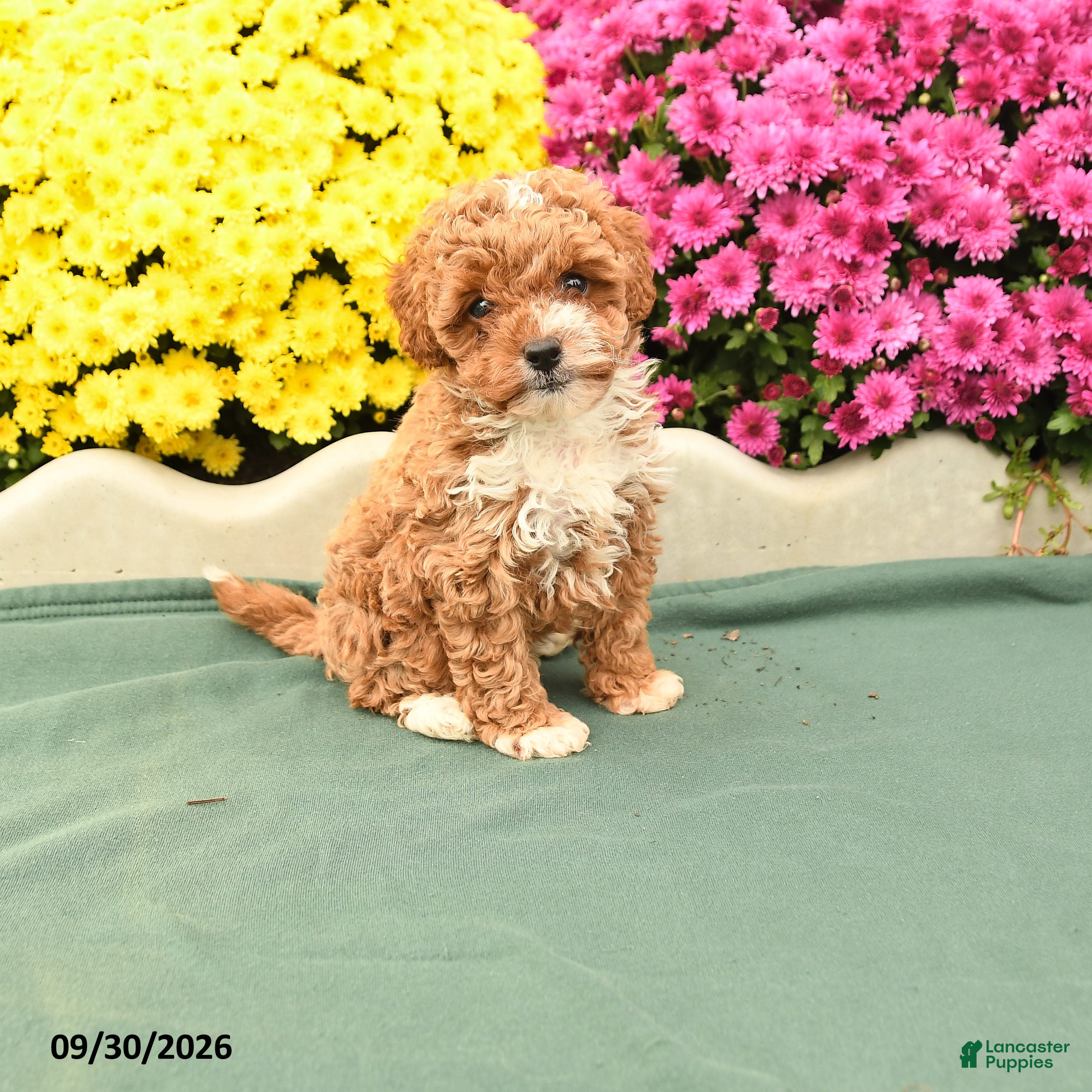 Toy Poodle dogs Lily - Ad 1
