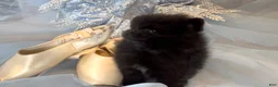 Pomeranian dogs for sale: Pomeranian 2 - Ad 7