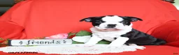 Boston Terrier dogs for sale: Alaina - Ad 3