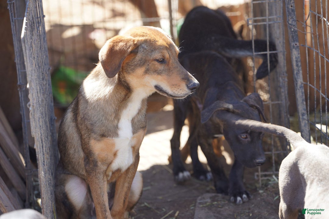 Mixed Breed dogs for sale: Dragon Tiscar Farm Dog - Ad 5