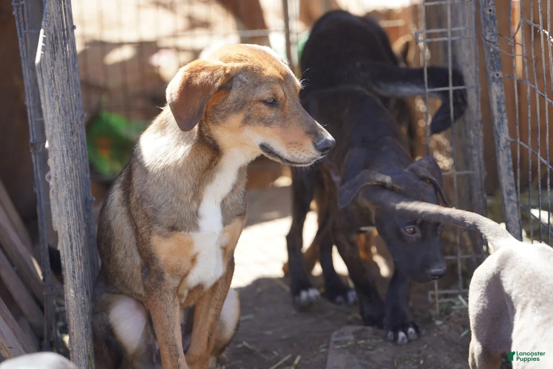 Mixed Breed dogs for sale: Dragon Tiscar Farm Dog - Ad 7