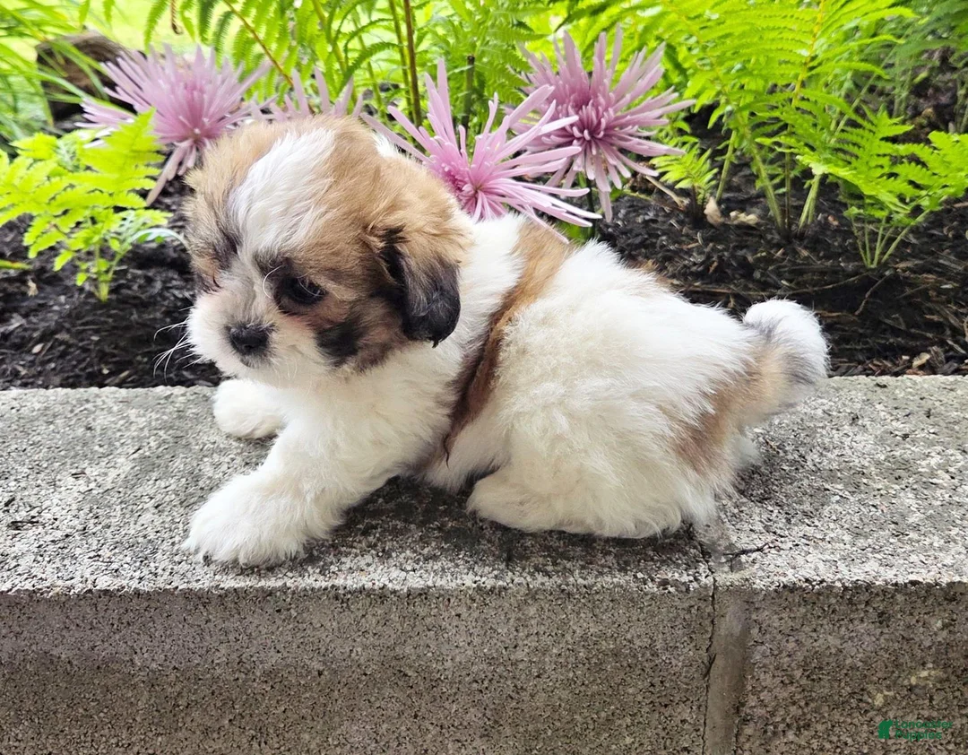 Teddy Bear dogs for sale: Shelly - Ad 1