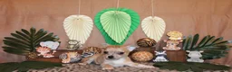 Chihuahua dogs for sale: Thaddeus - Ad 3