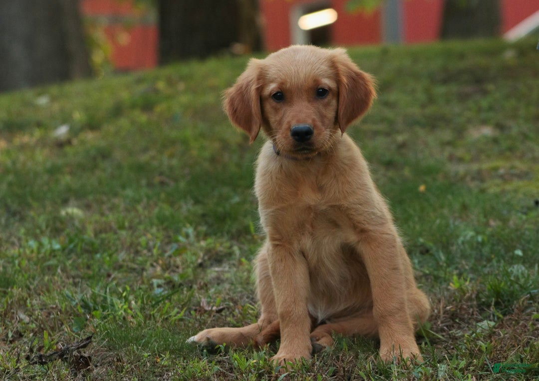 Golden Retriever dogs Jo Golden Retriever  - Ad 1