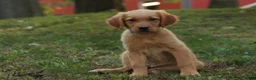 Golden Retriever dogs for sale: Jo Golden Retriever  - Ad 1