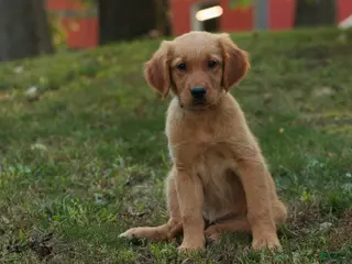 Golden Retriever dogs Jo Golden Retriever - Ad 1
