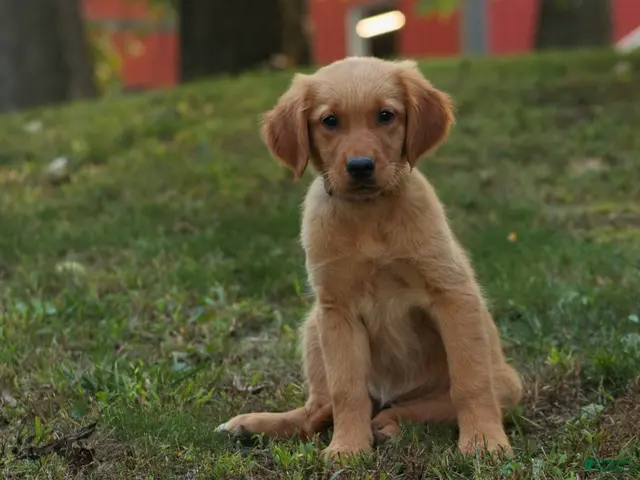 Golden Retriever dogs Jo Golden Retriever - Ad 1