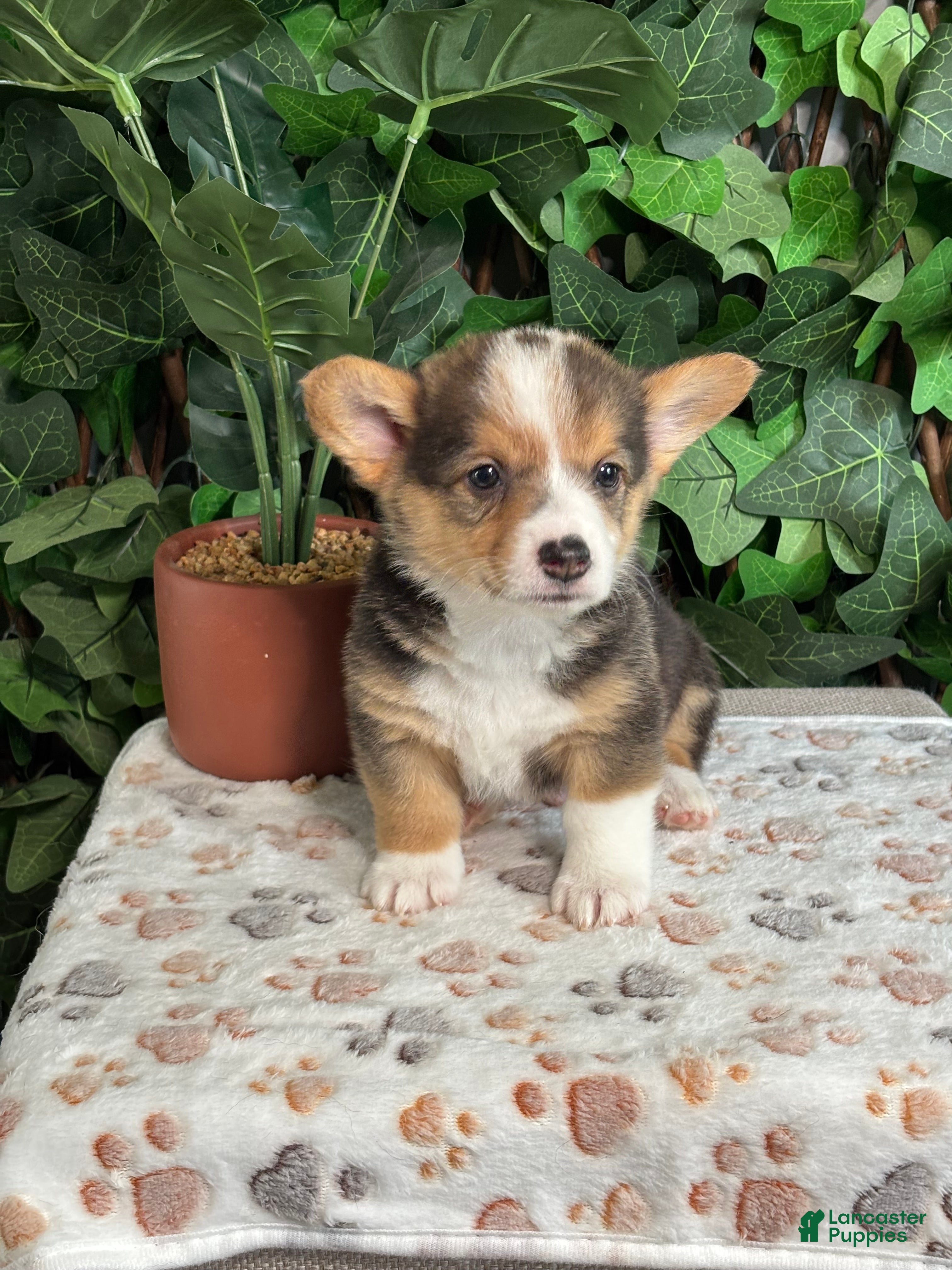 American Corgi dogs Tricolor Male 3 - Ad 1