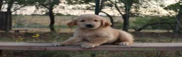 Golden Retriever dogs for sale: Les - Ad 1