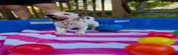 Dalmatian dogs for sale: Dalmatian 2 - Ad 3