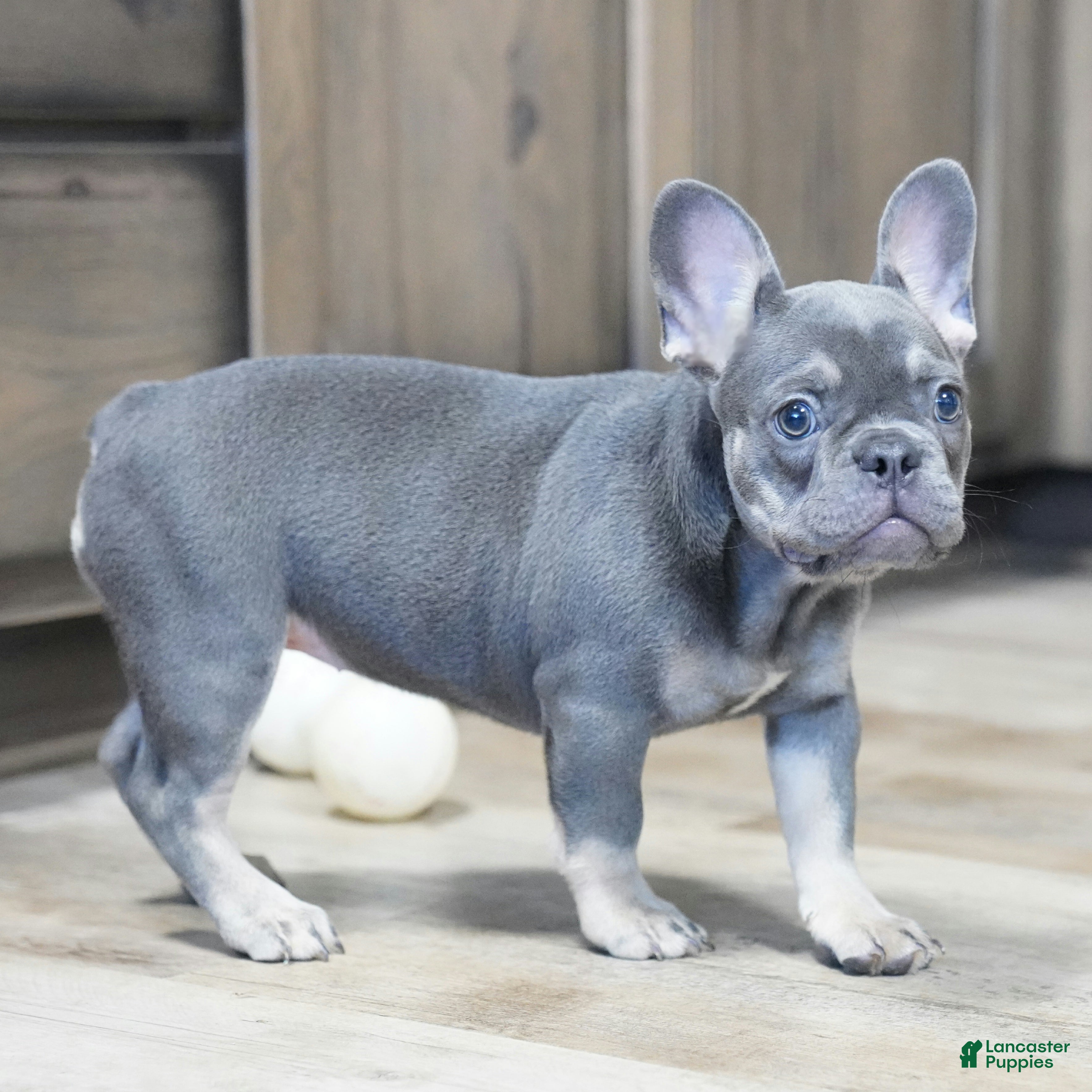 French Bulldog dogs Heather - Ad 2
