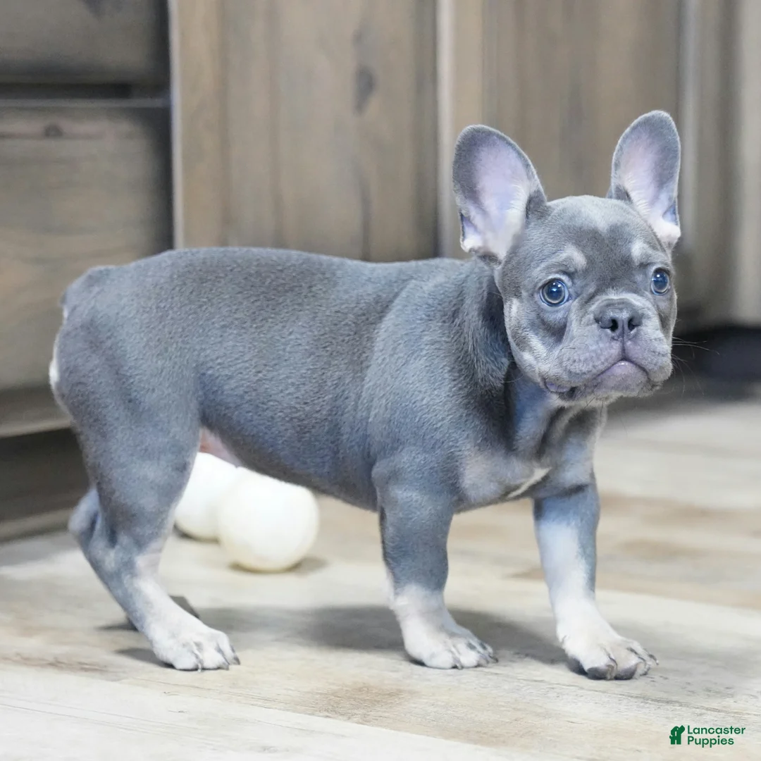 French Bulldog dogs for sale: Heather - Ad 2