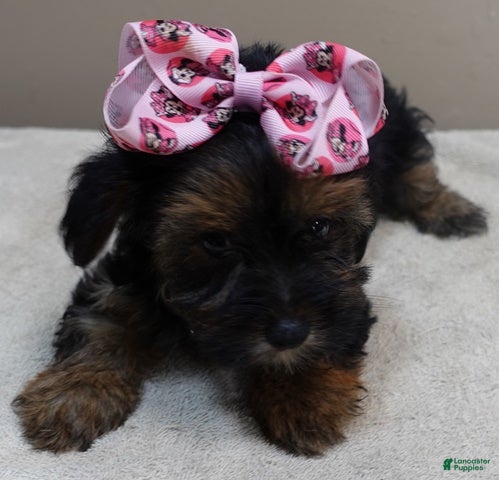 Yorkshire Terrier dogs 2nd chance - Ad 29