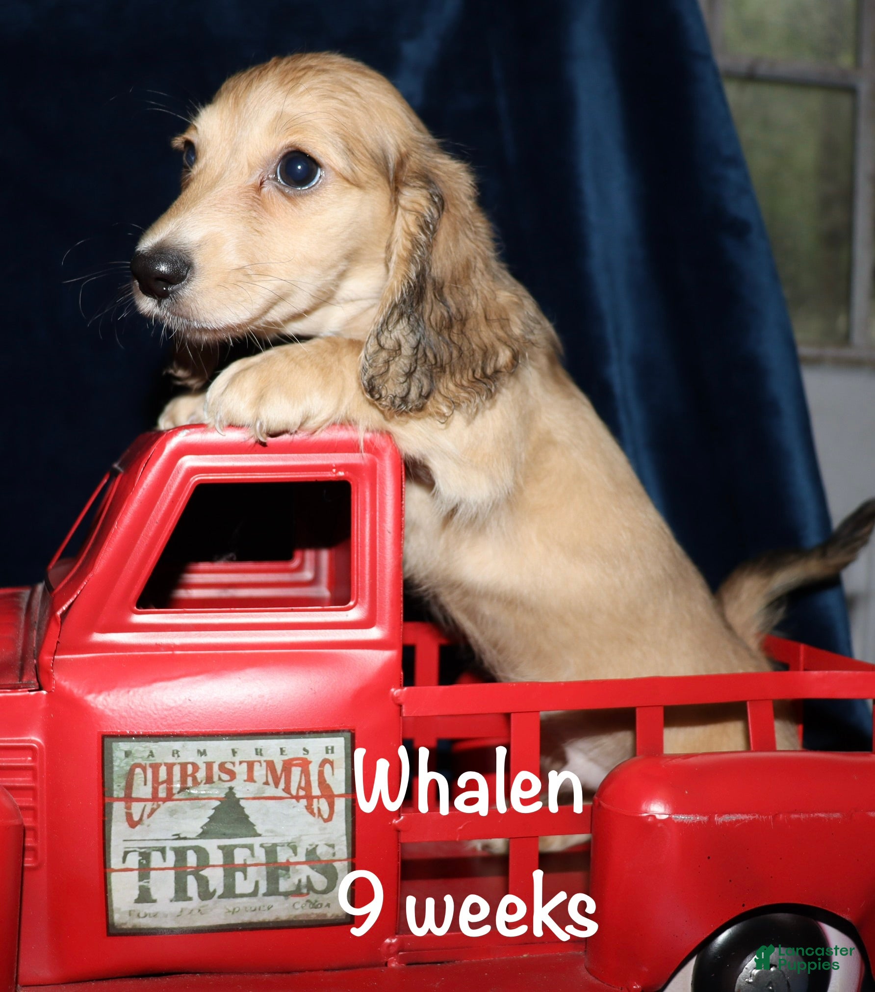 Miniature Dachshund dogs Whalen - Ad 33