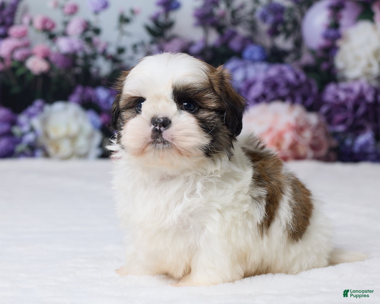 Shih Tzu dogs Rally - Ad 2