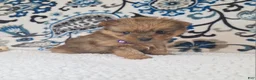 Mixed Breed dogs for sale: Lucky - Ad 4