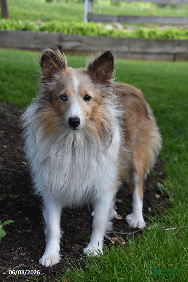 Shetland Sheepdog dogs for sale: Luke - Ad 7