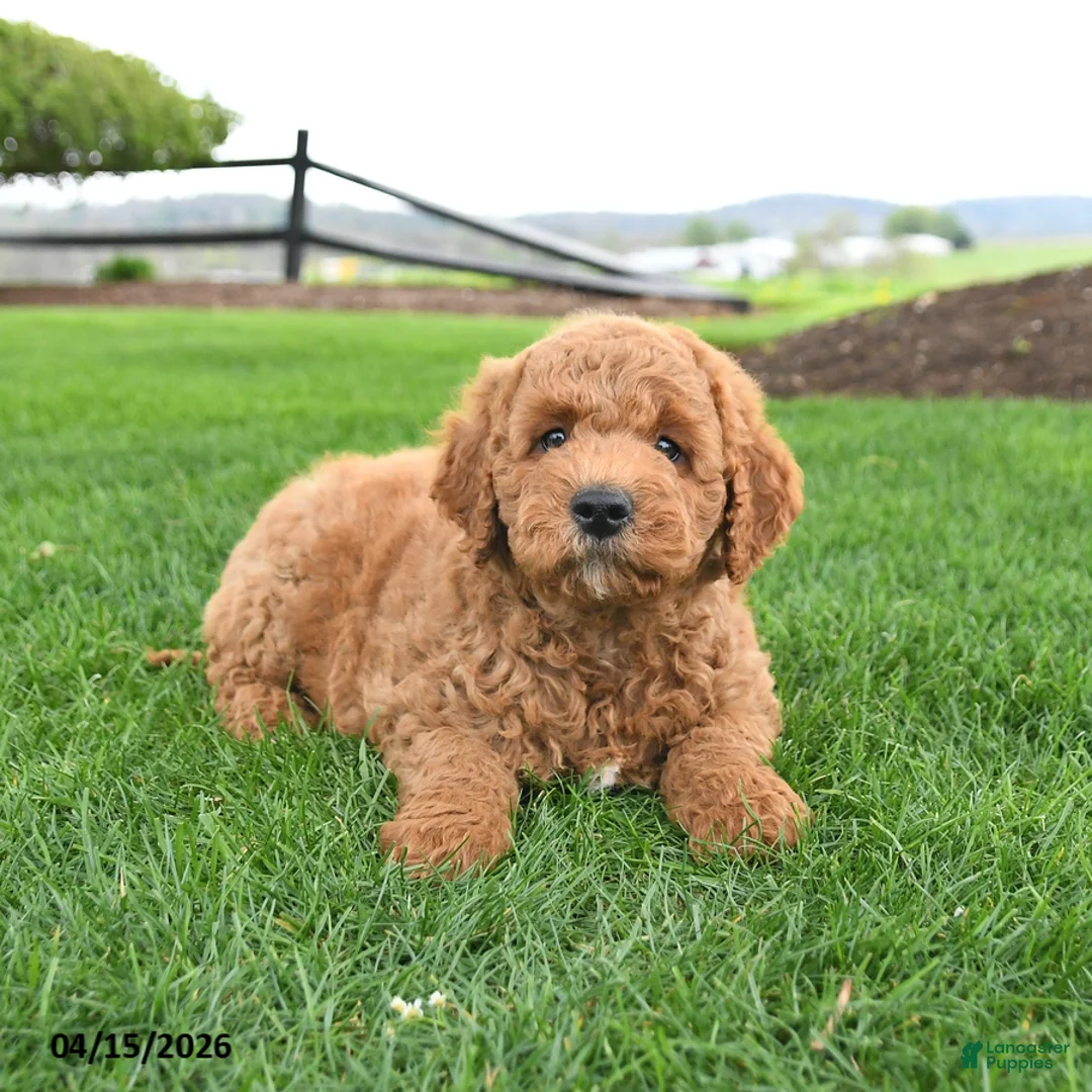 Mini Goldendoodle dogs for sale: Cowboy - Ad 2