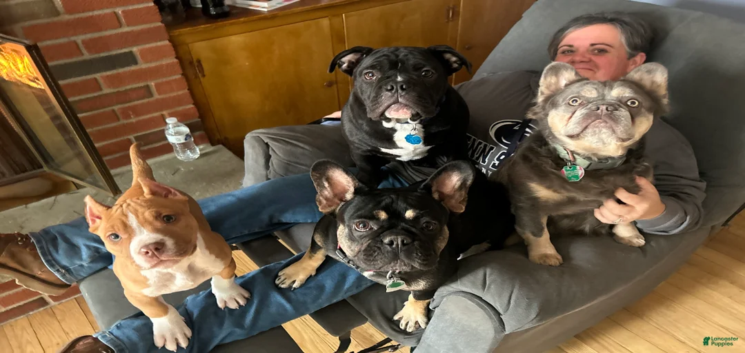 Gallery Image {{count}}