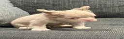 French Bulldog dogs for sale: Carlito  - Ad 5