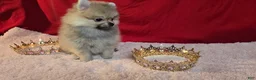 Pomeranian dogs for sale: Pomeranian 1 - Ad 2