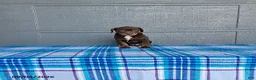 Labrador Retriever dogs for sale: Rosie - Ad 2
