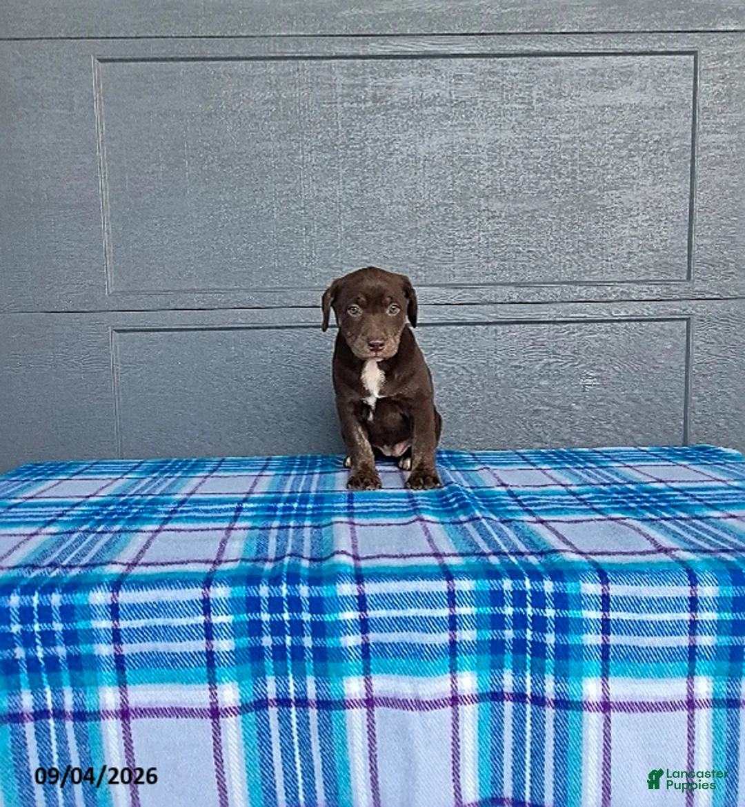 Labrador Retriever dogs for sale: Rosie - Ad 2