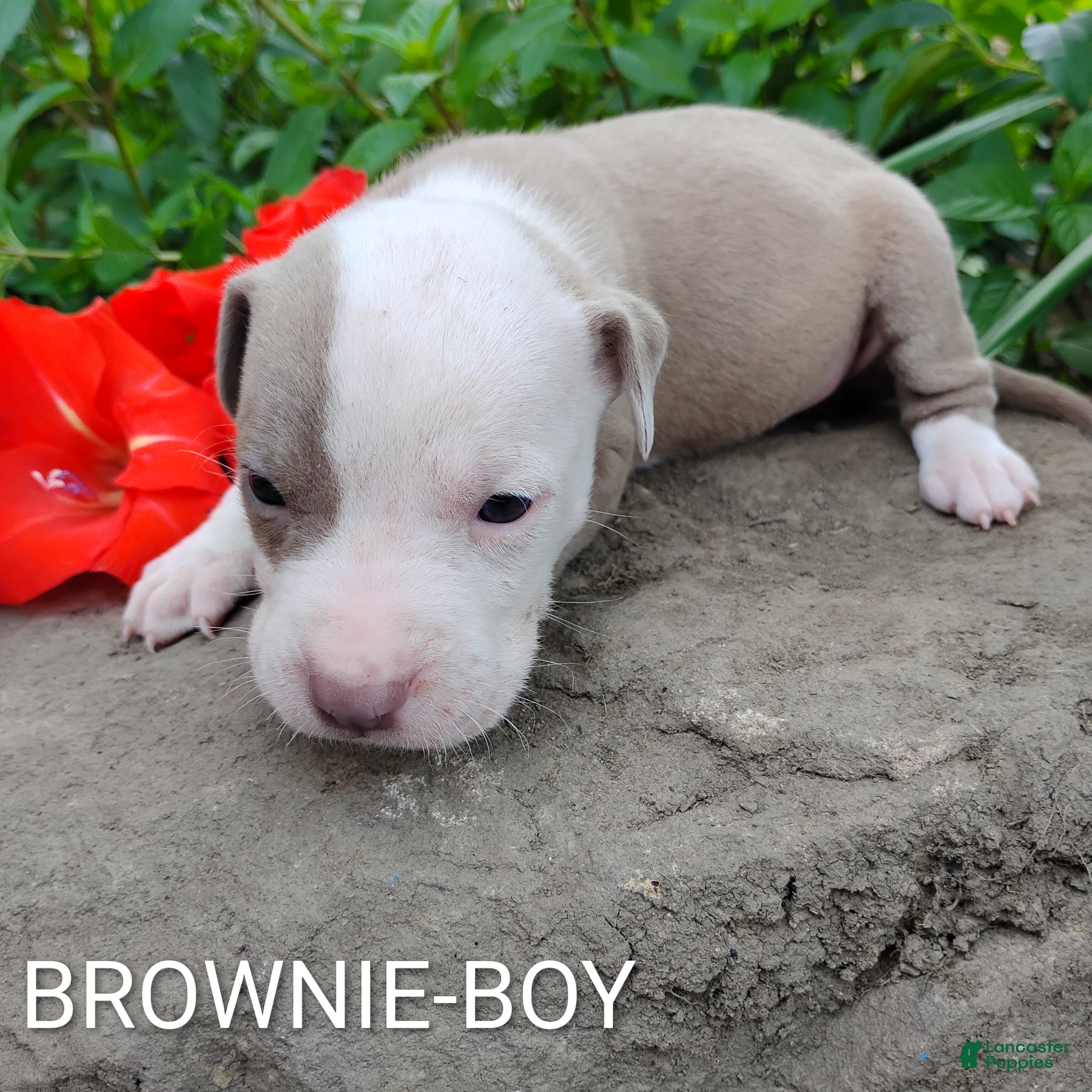 American Pit Bull Terrier dogs BROWNIE - Ad 1