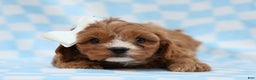 Cavapoo dogs for sale: Parker Cavapoo Puppy - Ad 2