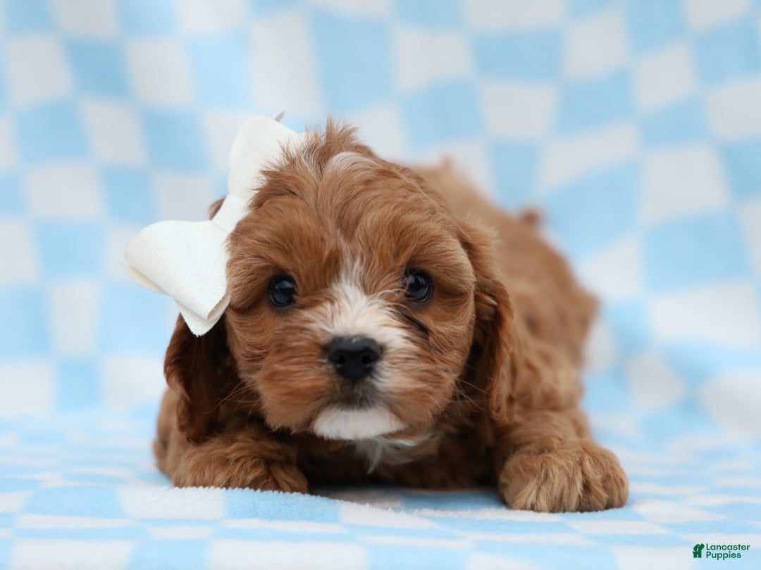 Cavapoo dogs for sale: Parker Cavapoo Puppy - Ad 2