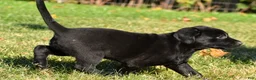 Labrador Retriever dogs for sale: Luna - Ad 5