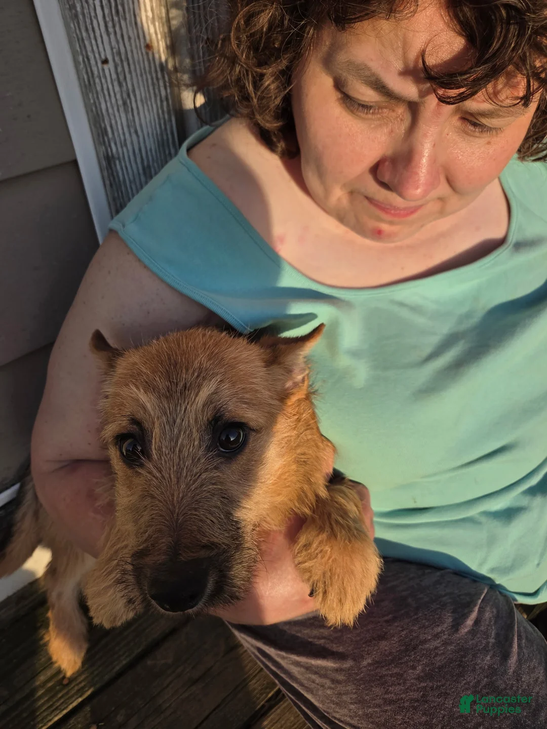 Cairn Terrier dogs for sale: Cairn Terrier 1 - Ad 2
