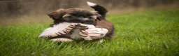 Havanese dogs for sale: Blitz Havanese  - Ad 14
