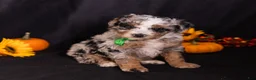 Mini Bernedoodle dogs for sale: Rodger - Ad 8
