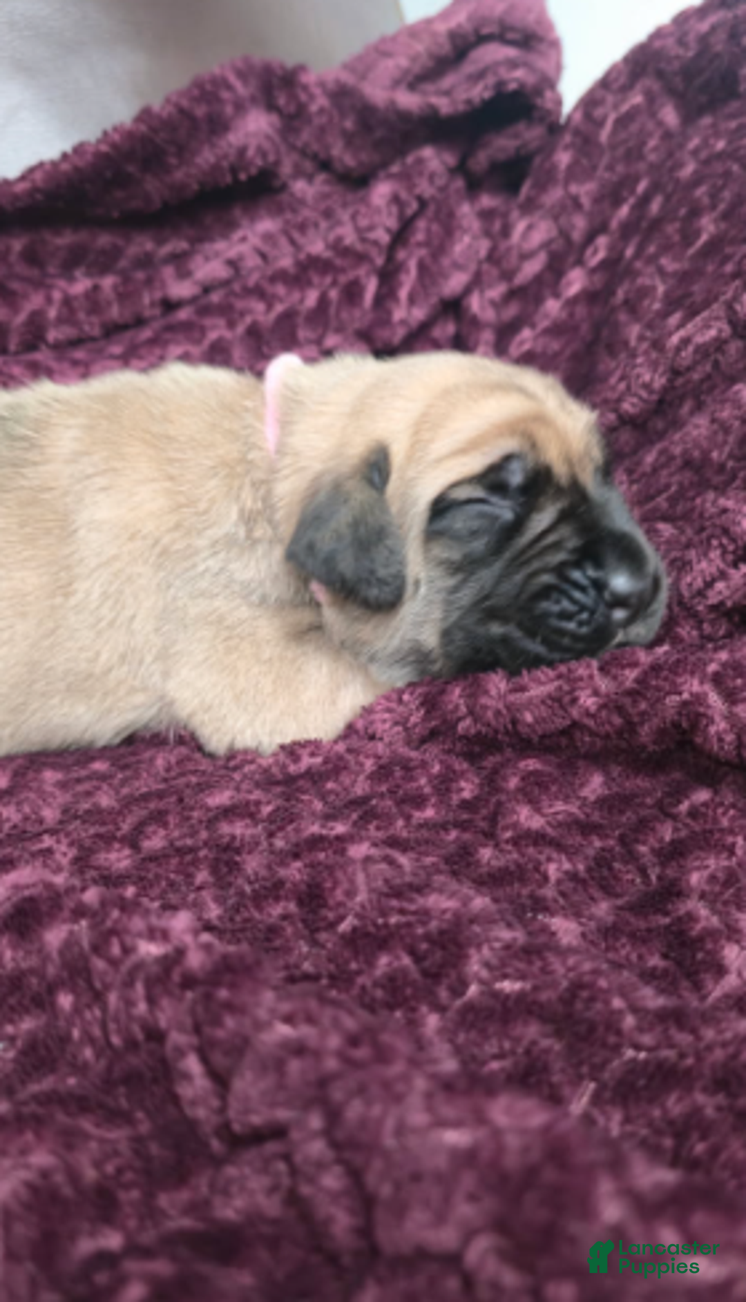 English Mastiff dogs for sale: Connie - Ad 4