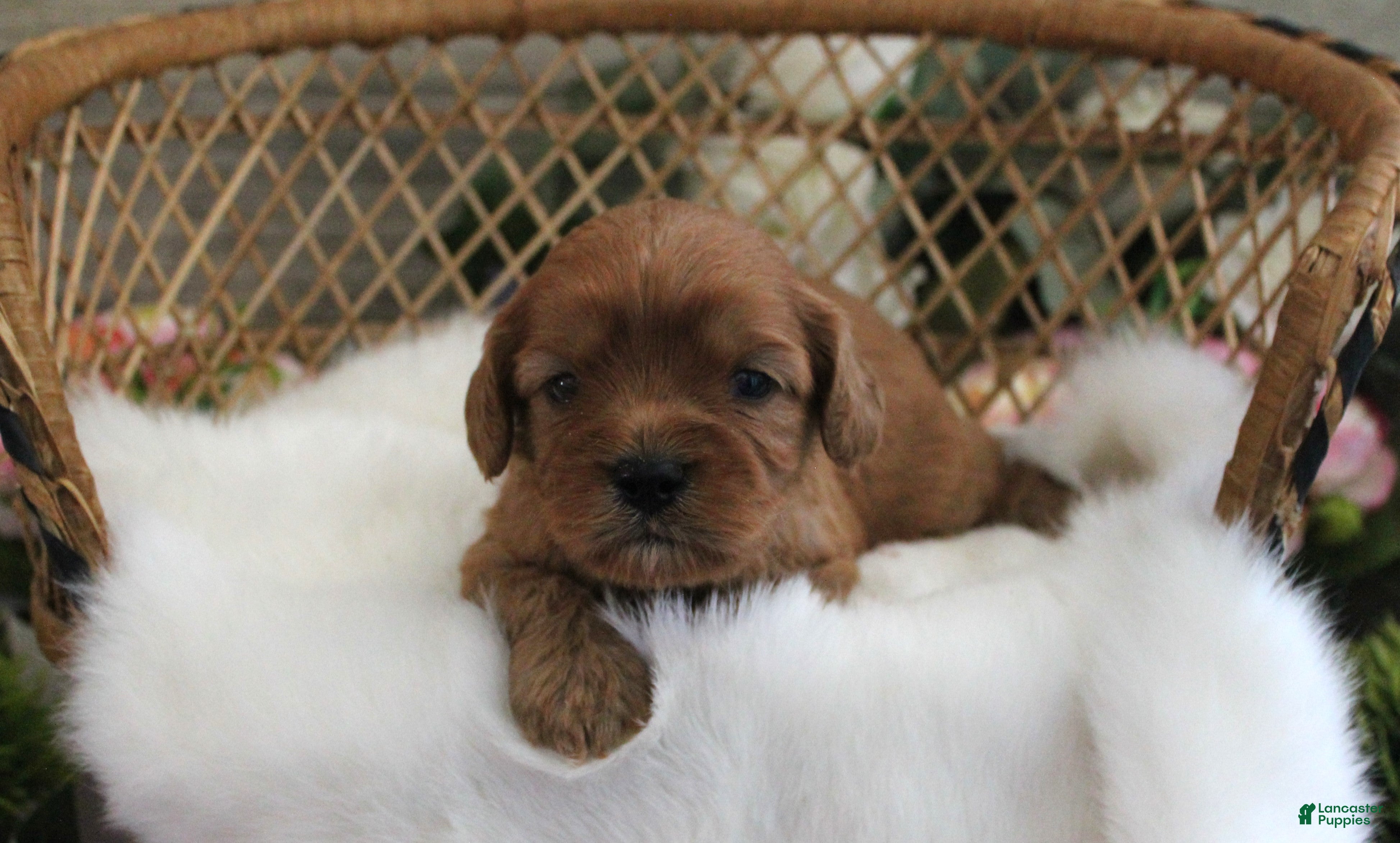 Cavapoo dogs #1 Female of Evie - Ad 32