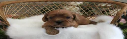Cavapoo dogs for sale: #1 Female of Evie - Ad 1