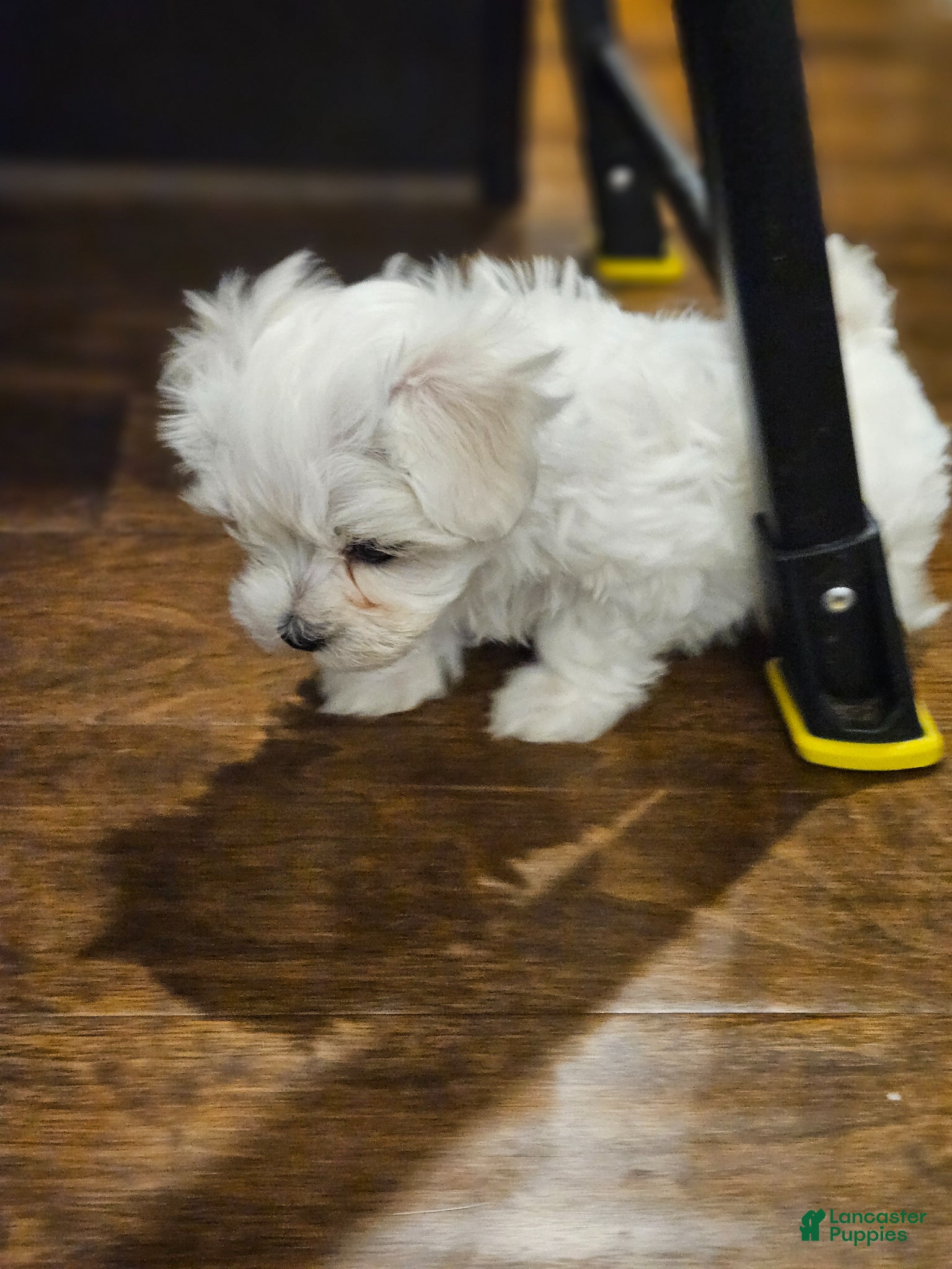 Maltese dogs Maltese Puppy 1 - Ad 2