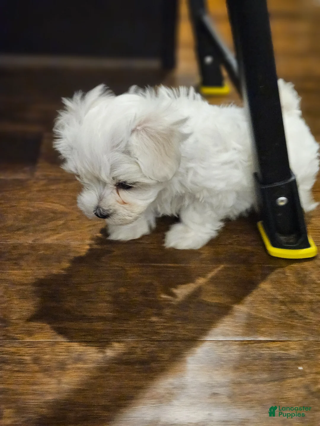 Maltese dogs for sale: Maltese Puppy 1 - Ad 2